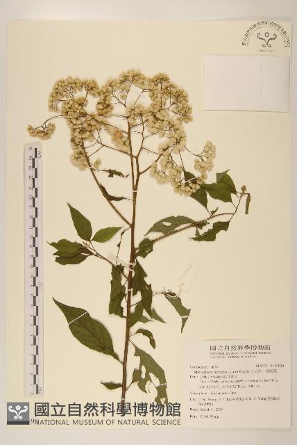 小舌菊、蔓綿菜藏品圖，第1張