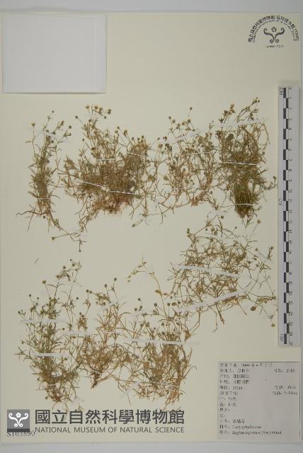 瓜槌草、漆姑草藏品圖，第1張