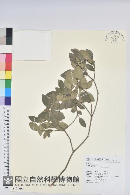 馬銀花藏品圖，第1張