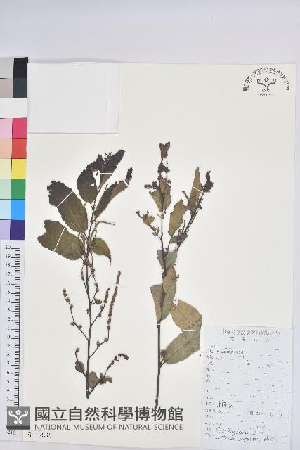 茅栗藏品圖，第1張