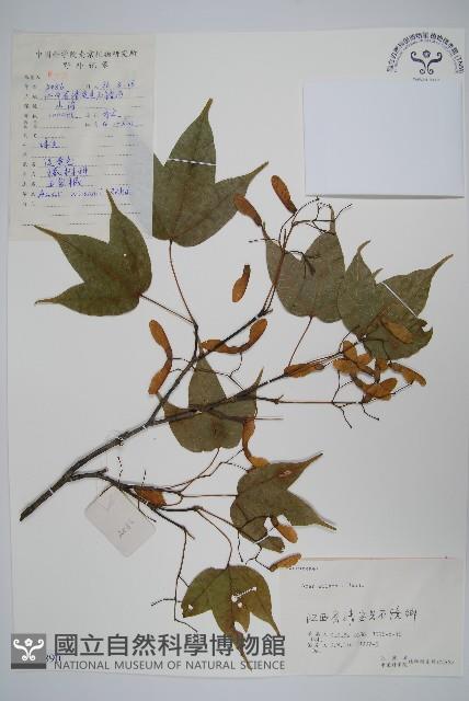 三峽槭藏品圖，第1張