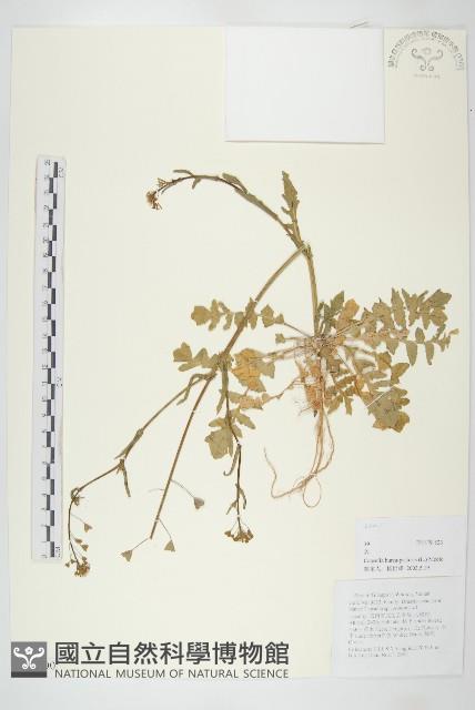 薺藏品圖，第1張