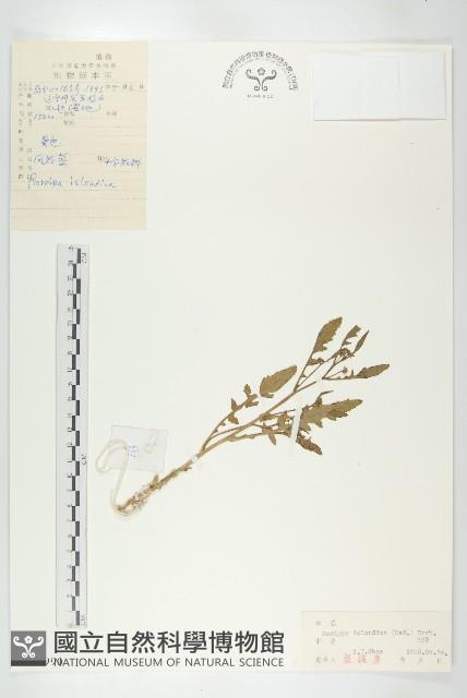 鳳花菜藏品圖，第1張