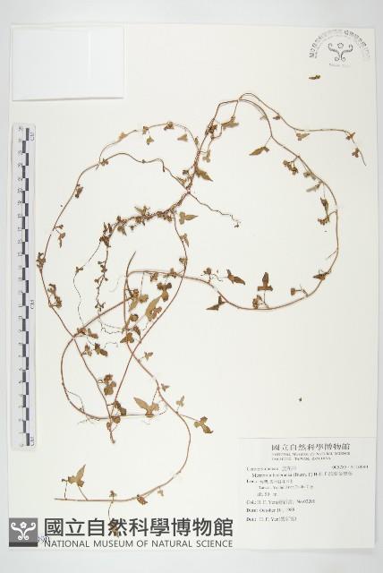 卵葉菜欒藤藏品圖，第1張