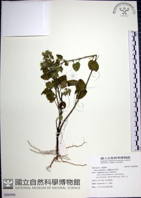 圓葉金午時花藏品圖，第1張