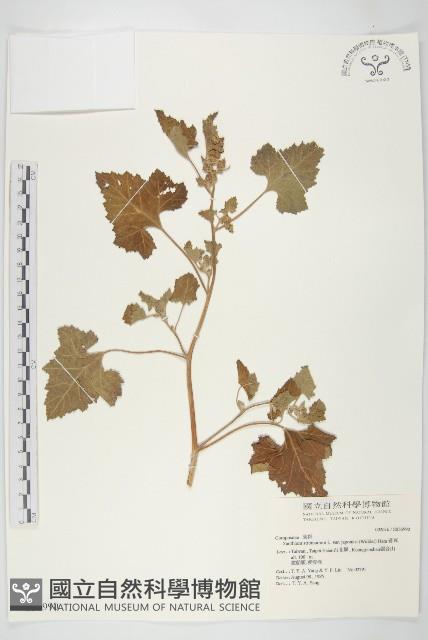 蒼耳藏品圖，第1張