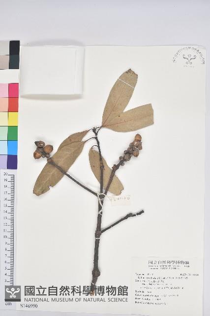 短尾葉石櫟藏品圖，第1張