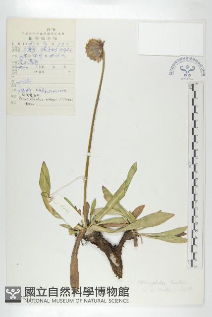 匙葉翼首花藏品圖，第1張