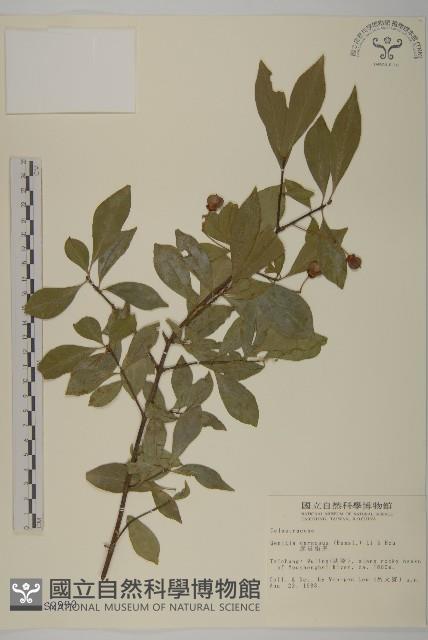 厚葉衛矛藏品圖，第1張