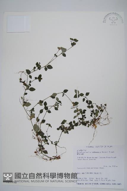 蘭嵌馬藍藏品圖，第1張