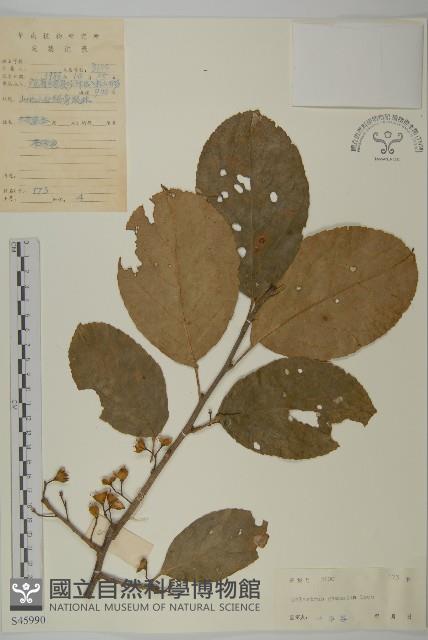 哥蘭葉藏品圖，第1張