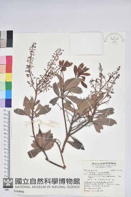 臺灣馬醉木藏品圖，第1張