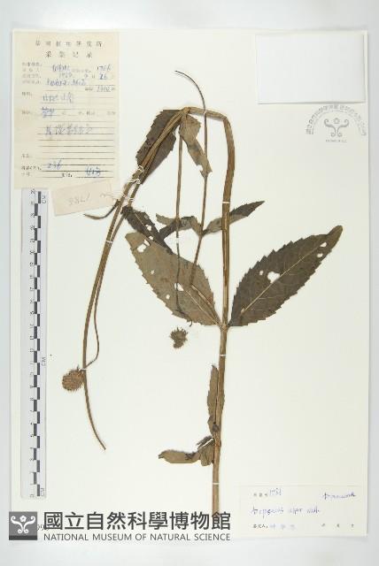 川續斷藏品圖，第1張