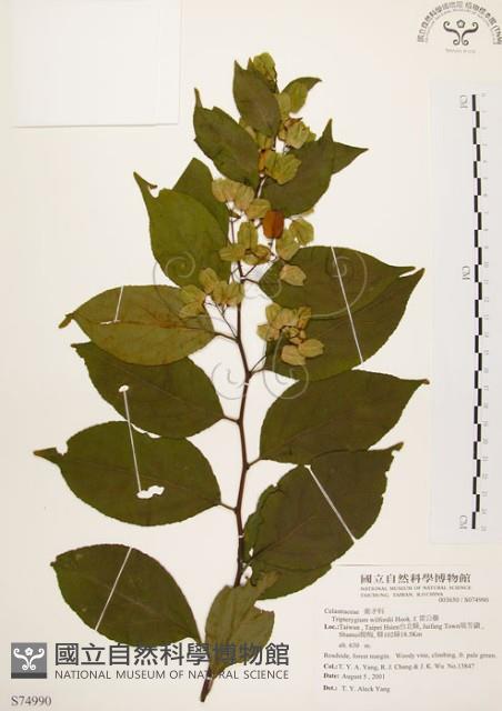 雷公藤藏品圖，第1張