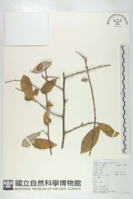 宜昌胡頹子藏品圖，第1張