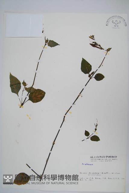 登錄號:S003990藏品圖，第1張