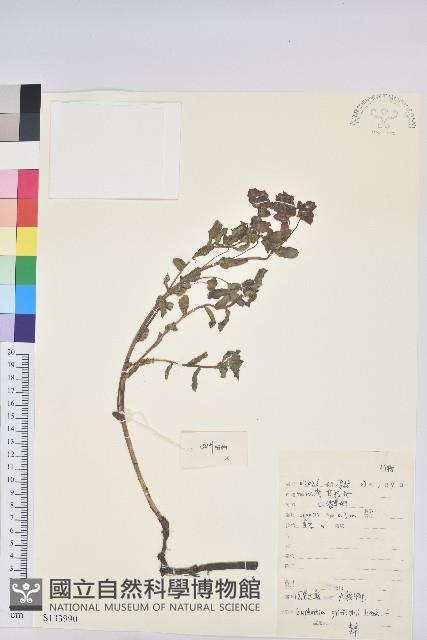 圓苞大戟藏品圖，第1張