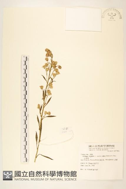 一枝黃花藏品圖，第1張