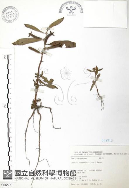 水丁香藏品圖，第1張