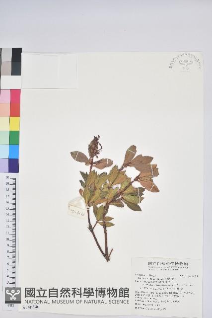 臺灣馬醉木藏品圖，第1張