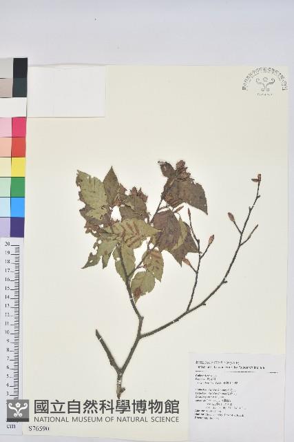 臺灣水青岡藏品圖，第1張