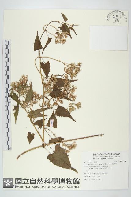 蔓澤蘭藏品圖，第1張