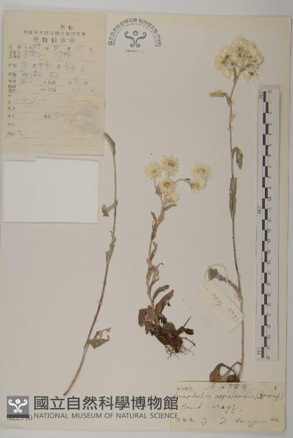 尼泊爾籟簫藏品圖，第1張