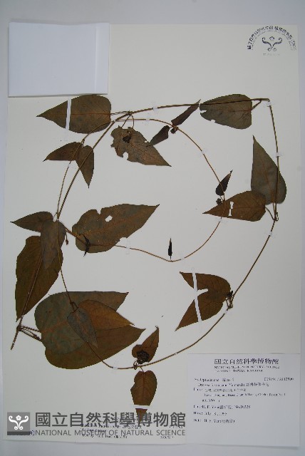 絨毛芙蓉蘭藏品圖，第1張