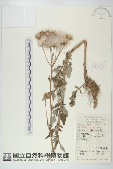 泥胡菜藏品圖，第1張