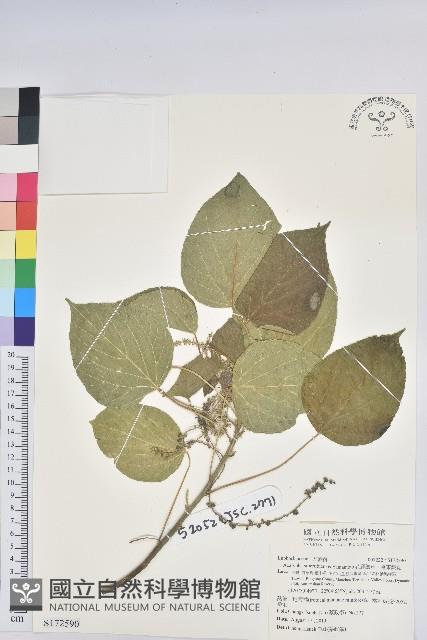 花蓮鐵莧、臺東鐵莧藏品圖，第1張