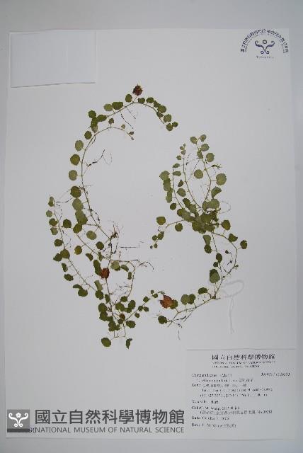 普刺特草藏品圖，第1張