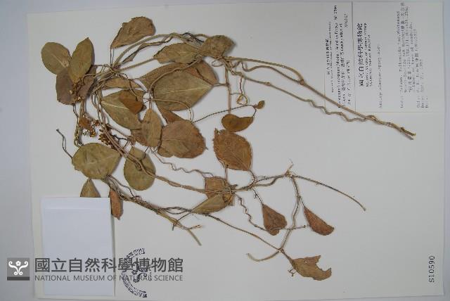 臺灣牛皮消、臺灣白薇藏品圖，第1張