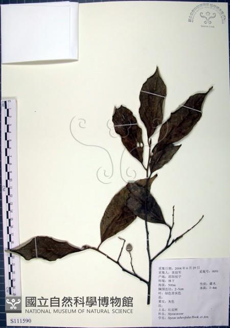 紅皮、葉下白、赤仔尾藏品圖，第1張