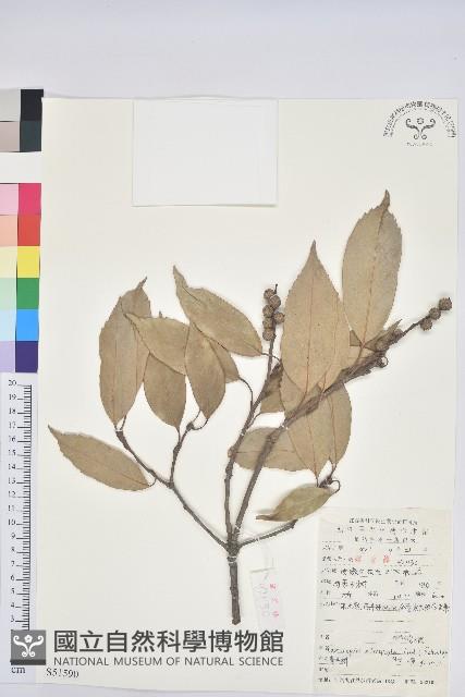 Accession Number:S051590 Collection Image