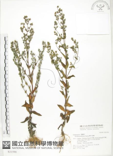 大籽當藥、巒大當藥藏品圖，第1張