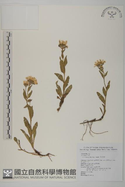 雪山馬蘭藏品圖，第1張