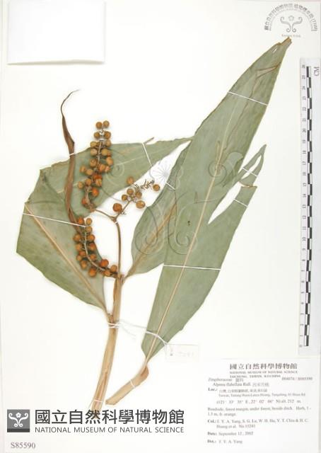 呂宋月桃藏品圖，第1張