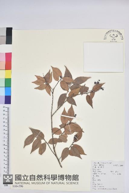 米飯花藏品圖，第1張