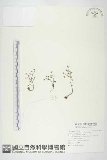 火焰草藏品圖，第1張