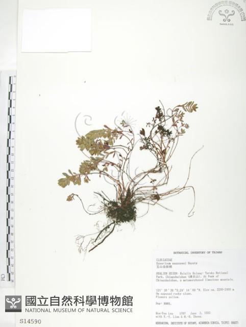 玉山金絲桃藏品圖，第1張