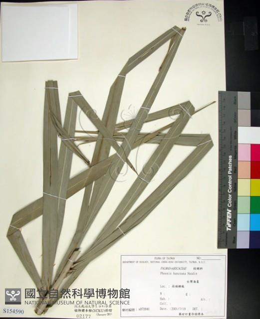 台灣海棗藏品圖，第1張