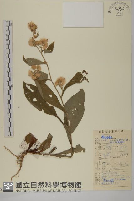 薄葉艾納香藏品圖，第1張