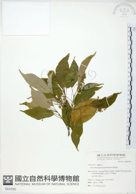 樟葉槭, 飛蛾子樹藏品圖，第1張