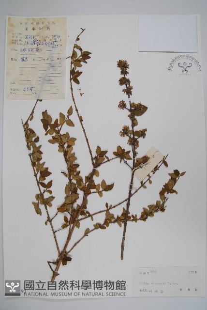 Abelia Collection Image, Figure 1, Total 2 Figures