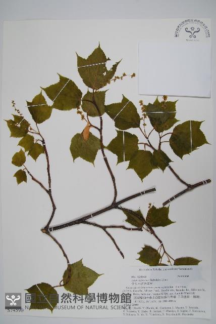 褐脈槭藏品圖，第1張