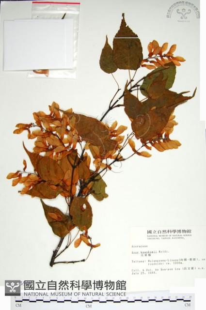 尖葉槭藏品圖，第1張