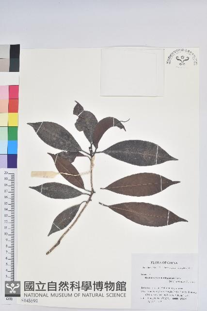 六角杜鵑藏品圖，第1張