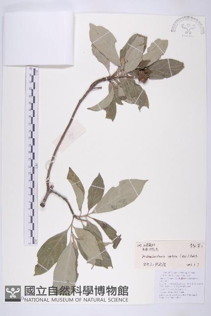 頭狀四照花藏品圖，第1張