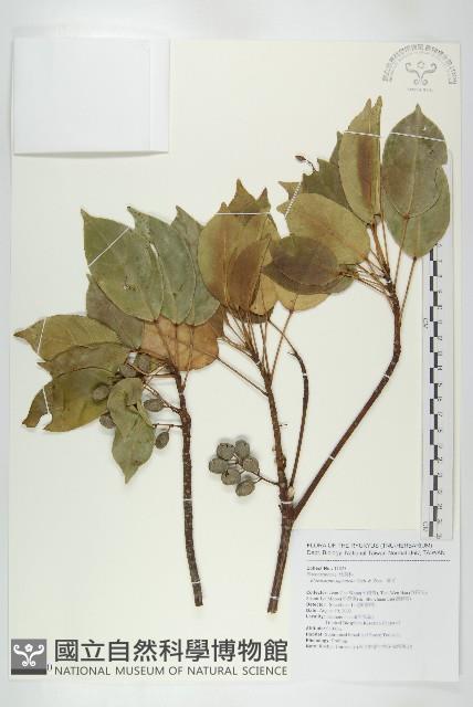 薯豆藏品圖，第1張