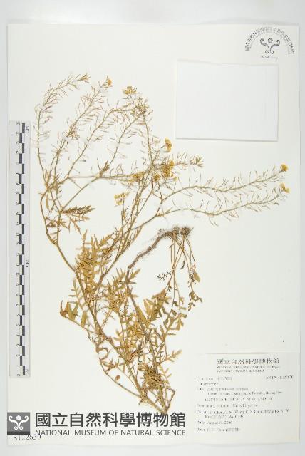 歐亞蔊菜藏品圖，第1張